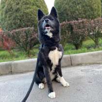 Акита-Ину, в г.Харьков