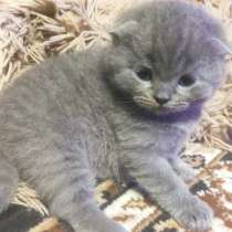 Котята шотландцы британцы, в г.Чернигов