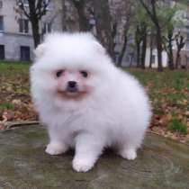Померанский шпиц. Белый мини мальчик, в г.Кошице