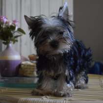 Йоркширский Терьер, в г.Анталия