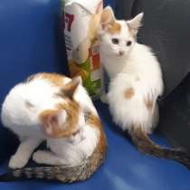 Отдам котят в добрые руки, в Великом Устюге