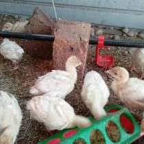 Индейка, куры китайские черные, в Солнечногорске