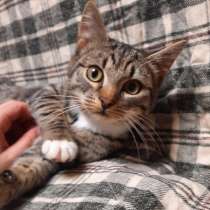 Фанатка удочек и мышек ищет дом, в Санкт-Петербурге