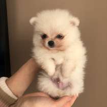 Щенки шпица, в г.Бухарест