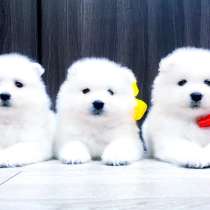 Белоснежные "мишки" самоедики, в Егорьевске