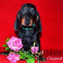 Щенок таксы стандартной гладкошорстной, в Москве