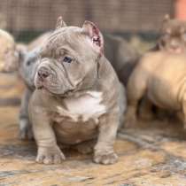 American bully, в г.Мюнхен
