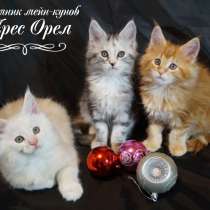 Продаются котята мейн-кун. Питомник, в Орле