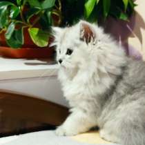 Продам котят, в г.Ташкент