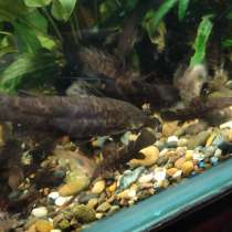 Сом таракатум, в Кемерове