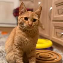 Хороший ласковый котёнок-рыжик, в Санкт-Петербурге