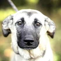 Люся ищет дом и любимую семью, в Москве