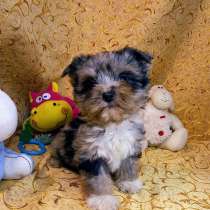 Йоркширский терьер. Color tweed merle tan, в г.Бранденбург