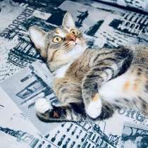 Молоденькая кошечка-укротительница мячиков ищет дом, в Санкт-Петербурге