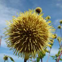 Альфредия - уникальное целебное растение. Семена с доставкой, в Томске