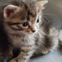 Котятам скоро месяц. Продам по 70, в г.Херцогенаурах