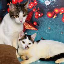 Ищем дом мылышке Ириске, в Москве