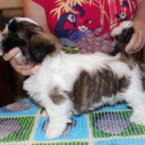 Будущий чемпион, в Сочи