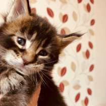 Lovely Maine Coon babies, в г.Одесса
