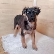 Очаровательная Пухля, умненький щенок в добрые руки, в Санкт-Петербурге