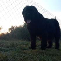 Елитные щени русского чёрного терйера, в г.Черновцы