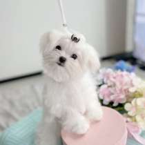 Мальтезе- мальтийская болонка мини девочка, в г.Минск