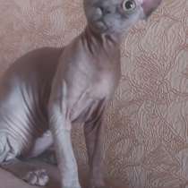 Котята девон рексы, в Москве