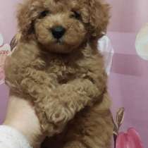 Toy puddle. Girl's, в г.Birkenheide