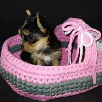 Йоркширский триер девочка 14.08 рождена, в г.Лод