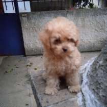 Пудель. той, в г.Афины