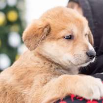 Бесподобные щенки, мальчики и девочки в добрые руки, в Москве