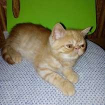 Мангуст, в Нижнем Новгороде