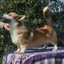 Подрощенная девочка вельш корги пемброк, в Серпухове