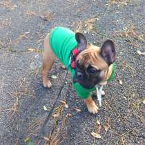 Продаётся французский бульдог 5 месяцев, в г.Париж
