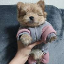 Йоркширский терьер. Gold dust. Мини, в г.Берлин