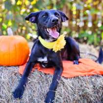 Рада, в г.Хельсинки