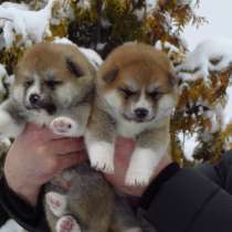 Красавчик щенок акита-ину. доставка, в Петрозаводске