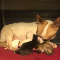 Чихуашки-малышки, в Крымске