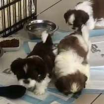 Щенки ши тцу, в г.Холон