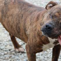 Стафф ищет дом, в Краснодаре