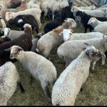 Баранина, в Тюмени