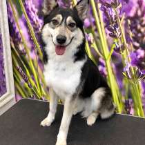 Молодая собака Вальди в дар. Идеальный компаньон и друг, в Москве