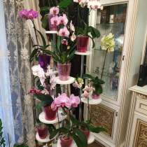 Полки для цветов, в г.Дружковка