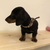 Такса карликовая, в г.Мюнхен