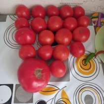 Помидоры домашние, в Наро-Фоминске