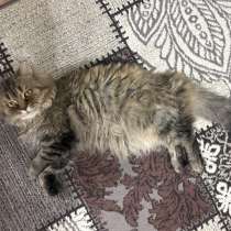 Отдам кота, в Элисте