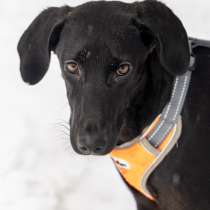 Ищем дом метису курцаара, в Москве