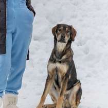 Отличный охранник, молодой пес Платон, метис ретривера в дар, в Москве
