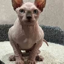 Канадский сфинкс, в Хабаровске