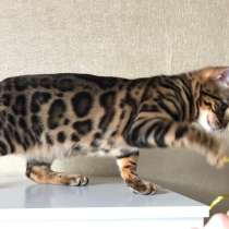 Готовый производитель Бенгальский кот в разведение, в г.Геркулес